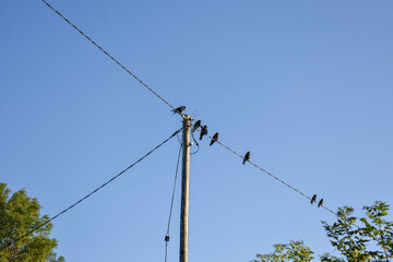 Birds resting on electricity pole wires