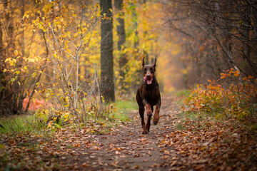 Doberman Pinscher Golden Autumn