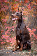 Doberman Pinscher Golden Autumn