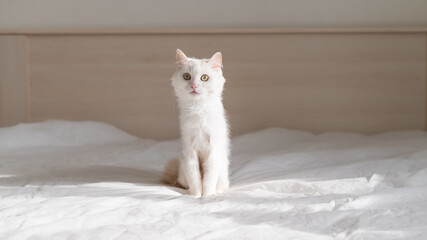 White fluffy cat sits on the bed