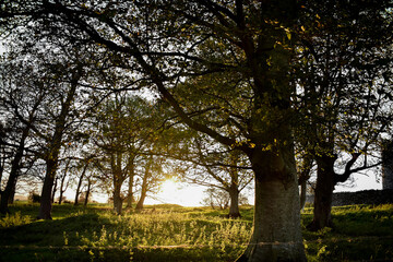 Warm Sunset Across Irish Landscape