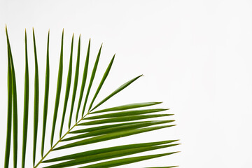Plant with long thin leaves. Isolated on white background.