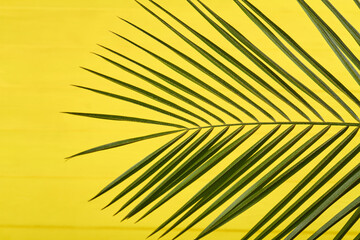 Branch with long straight leaves. Isolated on yellow background.