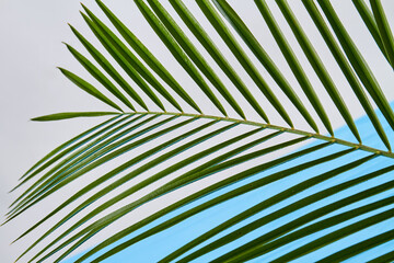 Palm branch with long leaves. White and blue background.