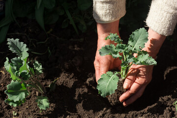 Close up of the hands of and old woman planting kales, sow kale