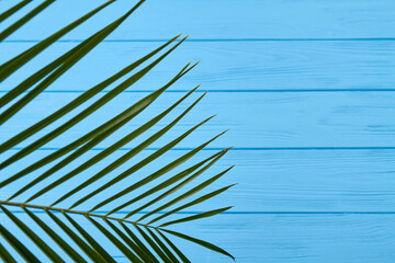 Fototapeta premium Close-up green branch. Blue turquoise wooden desk.