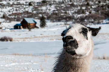 close up of a alpaca