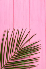 Vertical shot palm branch. Pink wooden background.