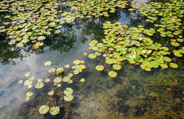 Columbus Topiary Garden