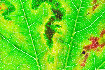 Background of a texture of a yellow, green and red colorful autumn leaf