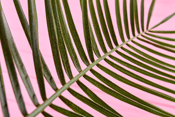 Close-up plant with green leaves. Isolated on pink background.