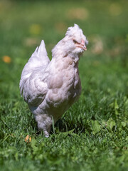 young chicken