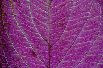 Fototapeta na wymiar Background of a texture of a purple and green colorful autumn leaf