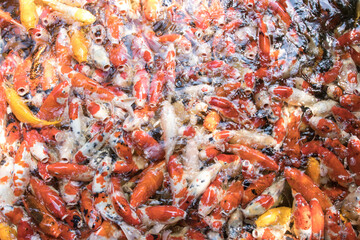 motion Many Koi Fish Japanese swimming Asia Thailand