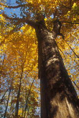 Fototapeta premium 318-06 Maple Strength