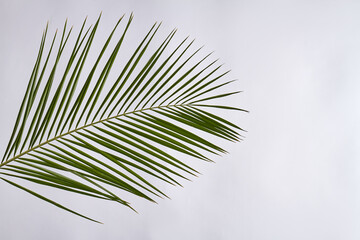 Obraz premium Palm branch isolated on white. Long thin leaves.