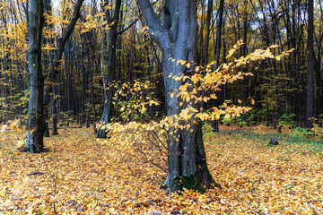 Jesienne krajobrazy Podlasia, Polska © podlaski49