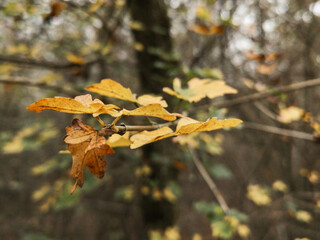 autumn leaves in the forest