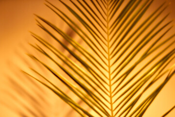 Long thin palm leaves on orange. Close-up green leaves. Evening sunset concept.