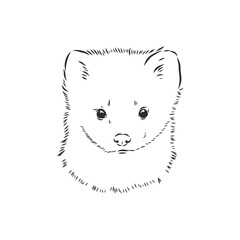 Sable or Martes zibellina, illustration of Sable. sable animal vector sketch illustration