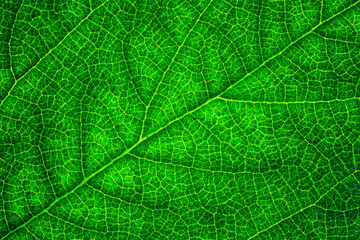 Naklejka na ściany i meble Background of a texture of a green and yellow colorful autumn leaf