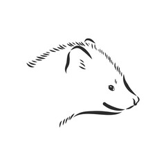 Sable or Martes zibellina, illustration of Sable. sable animal vector sketch illustration