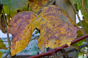 Autumn Grape Leaf 02
