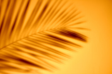 Blurred palm branch. Summer evening sunset background.