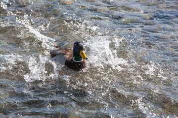 Wild ducks on an open water reservoir on a winter day.