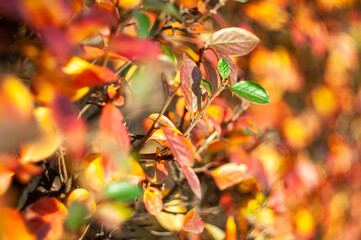 Colorful autumn leaves in the sunlight.Autumn concept, autumn background.
