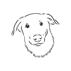 Fluffy mongrel dog vector hand drawing illustration in black color isolated on white background, portrait of a mongrel dog vector sketch illustration