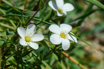 Obraz na płótnie Canvas Mountain Sandwort (Arenaria montana)