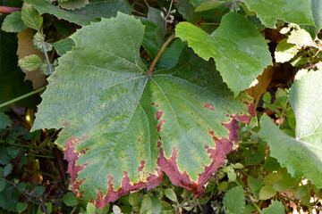 Autumn Grape Leaf 06