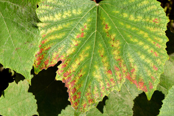 Autumn Grape Leaf 08