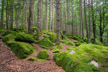 Bosco in val Masino, Lombardia