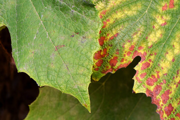 Grape Leaf Abstract 06