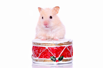Hamster on Christmas drum on isolated white background