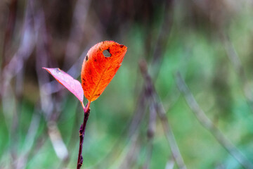 Jesienne krajobrazy Podlasia, Polska © podlaski49