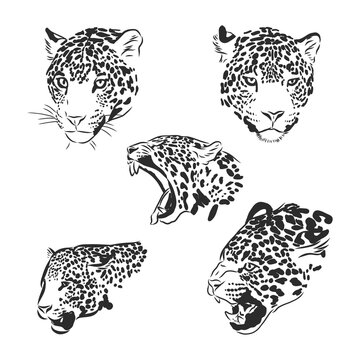 Black and white vector sketch of walks Jaguar. Jaguar animal vector sketch illustration