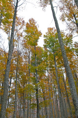 Fototapeta premium Beech forest (Fagus sylvatica) at Monte Amiata, Tuscany, Italy, in autumn.