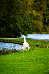 Oie cygnoïde au domaine provincial d'Hélécine