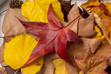 Top view of grouped autumn tree leaves, brown, red and yellow, on white wood, horizontal