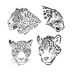 Obraz premium Black and white vector sketch of walks Jaguar. Jaguar animal vector sketch illustration