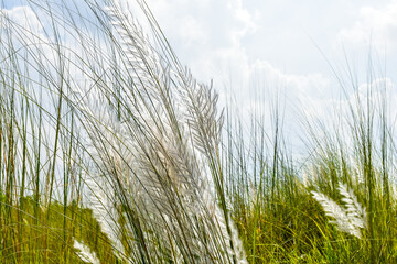 Fototapeta premium Kans Grass or Kash Phool or Saccharum spontaneum in Nature with selective focus