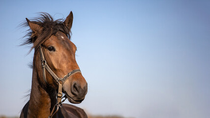 Fototapeta premium head of a beautiful brown horse against the sky, copy space