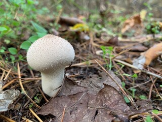 Toadstool mushroom in the autumn deciduous forest. Dangerous mushrooms among the leaves in the park. Concept: poisonous mushrooms, poison