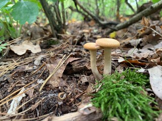 Toadstool mushroom in the autumn deciduous forest. Dangerous mushrooms among the leaves in the park. Concept: poisonous mushrooms, poison