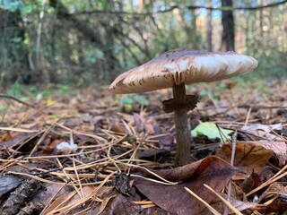 Toadstool mushroom in the autumn deciduous forest. Dangerous mushrooms among the leaves in the park. Concept: poisonous mushrooms, poison
