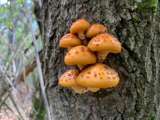 Toadstool mushrooms on a tree stump in an autumn deciduous forest. A dangerous fungus grows on tree branches. Concept: poisonous mushrooms, poisoning