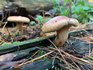 Toadstool mushrooms on a tree stump in an autumn deciduous forest. A dangerous fungus grows on tree...
